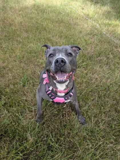 Maple, Adoptable, Adult Female Mixed Breed & Mixed Breed.