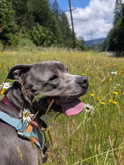 Enlarge Maple, a Adoptable mixed breed in Sultan, WA image 2/3