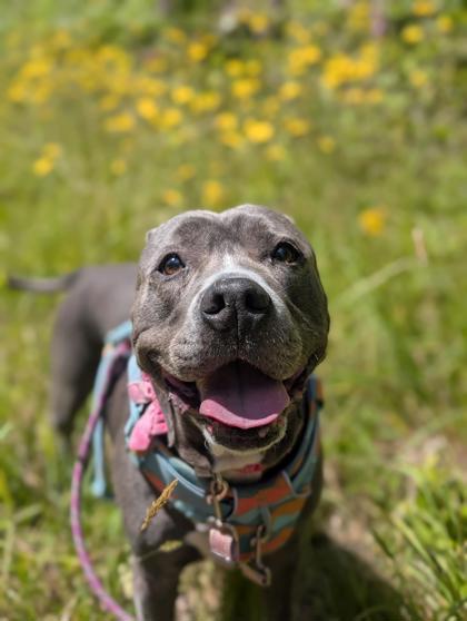 Enlarge Maple, a Adoptable mixed breed in Sultan, WA image 3/3