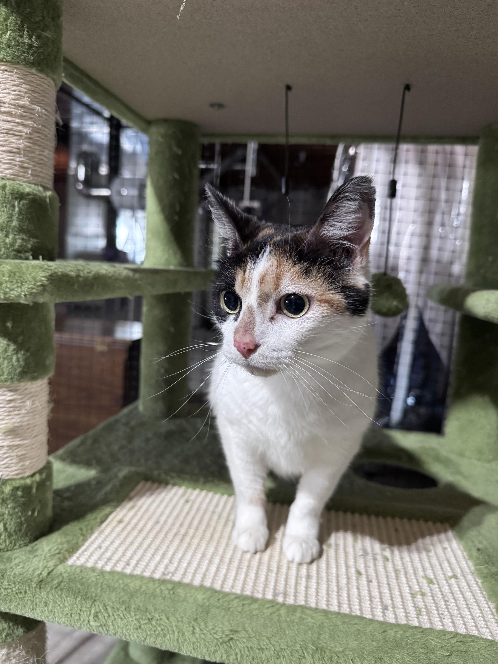 Lily, Adoptable, Adult Female Domestic Short Hair.