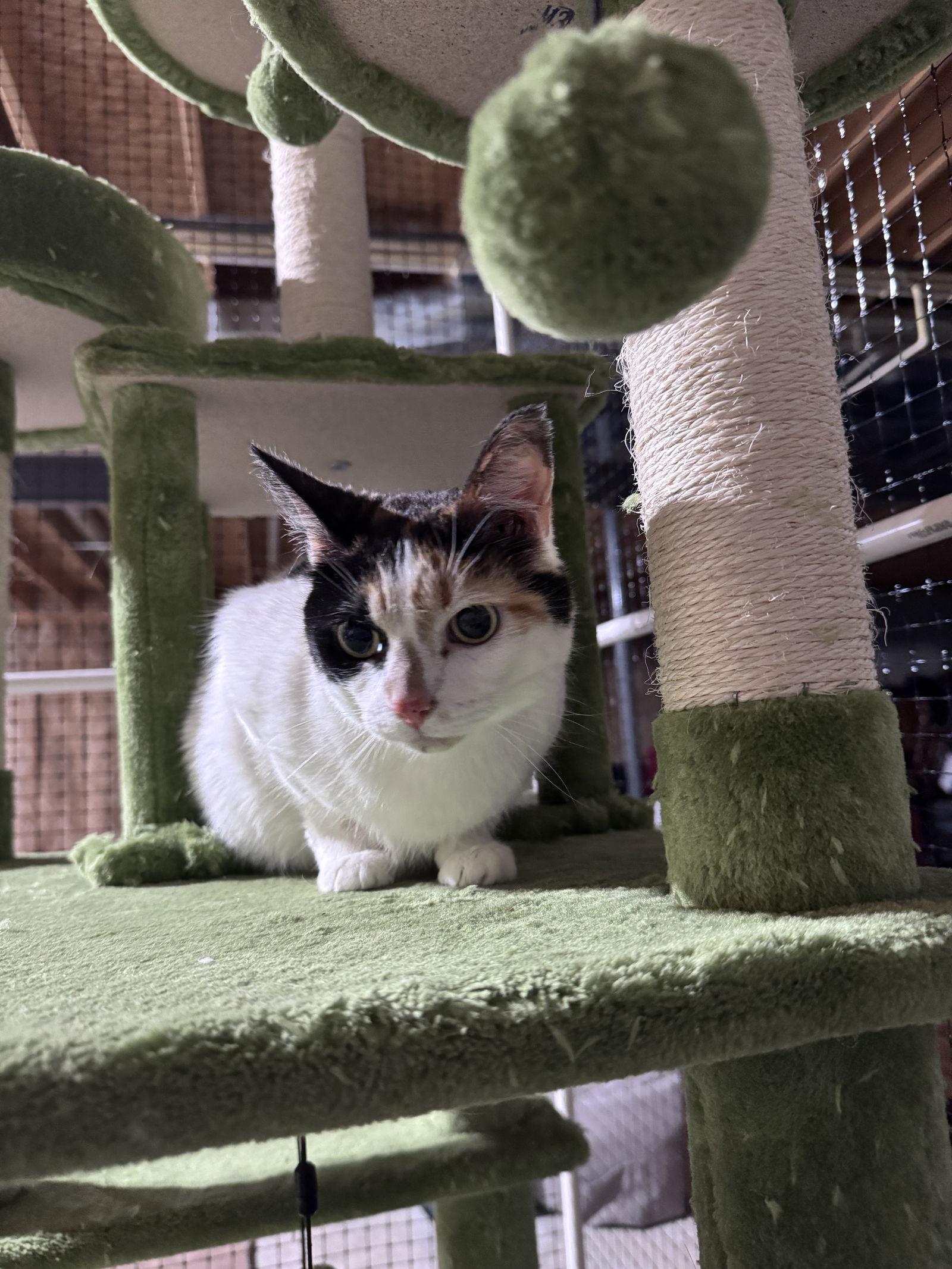 Enlarge Lily, a Adoptable Domestic Short Hair in Lake Saint Louis, MO image 2/2