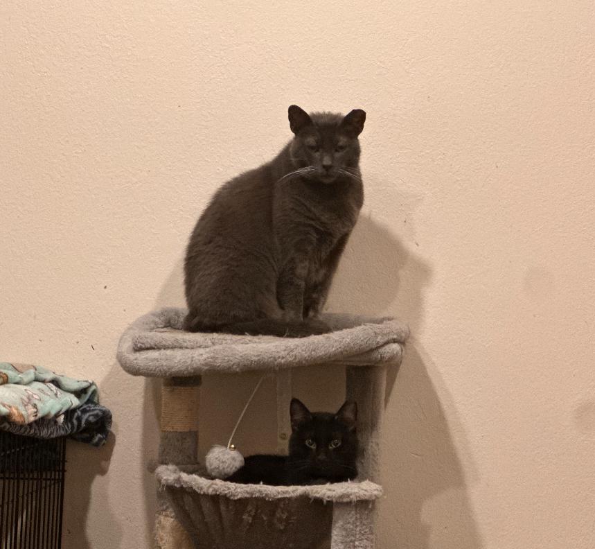 Enlarge Nash, a Adoptable Domestic Short Hair in Albuquerque, NM image 1/3