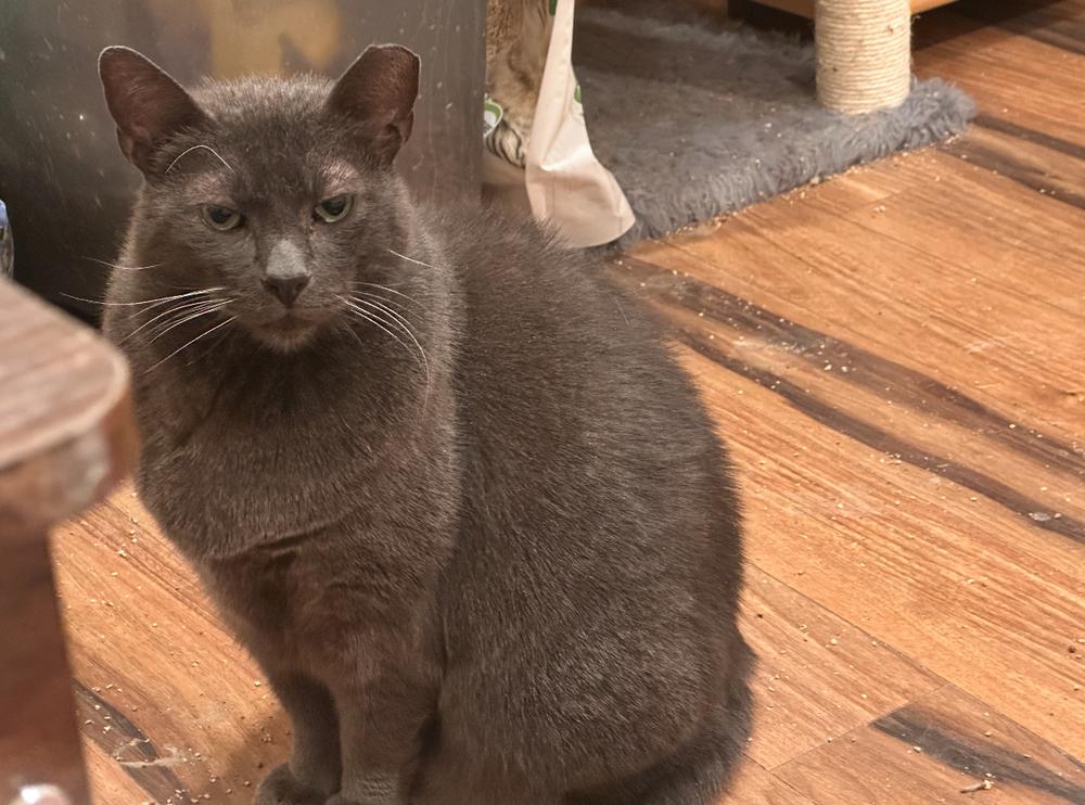 Enlarge Nash, a Adoptable Domestic Short Hair in Albuquerque, NM image 2/3