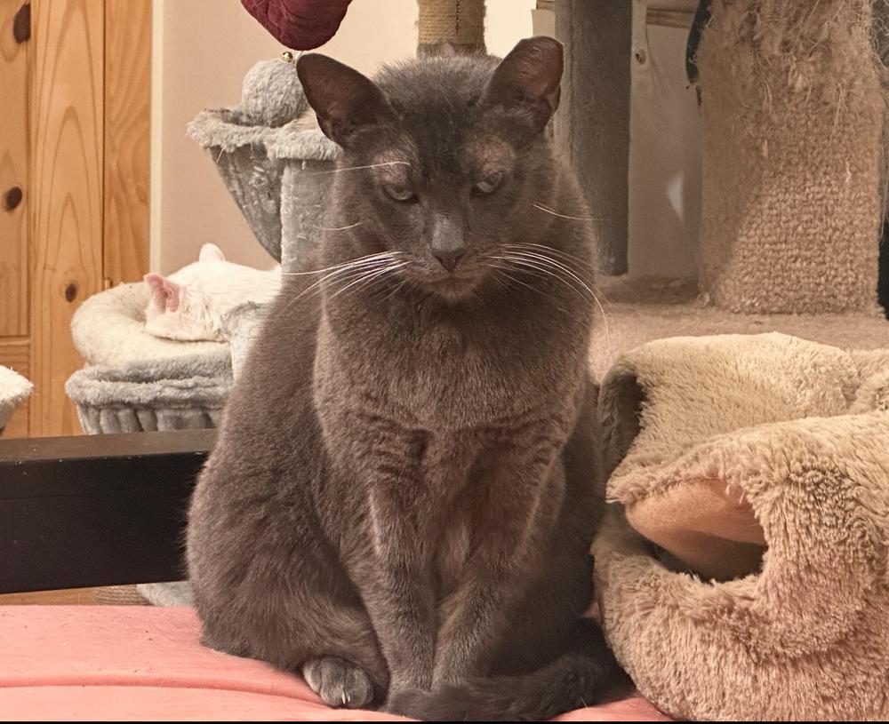 Enlarge Nash, a Adoptable Domestic Short Hair in Albuquerque, NM image 3/3