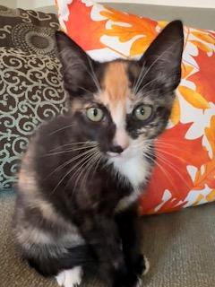 Mae, Adoptable, Young Female Domestic Short Hair.