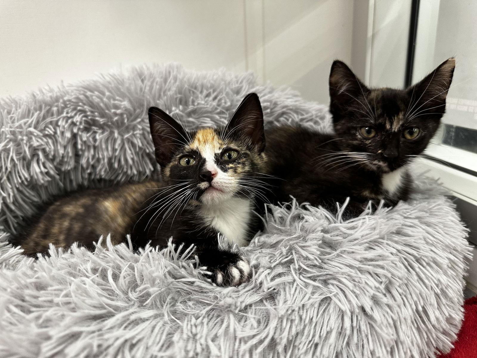 Enlarge Mae, a Adoptable Domestic Short Hair in Prosper, TX image 2/3