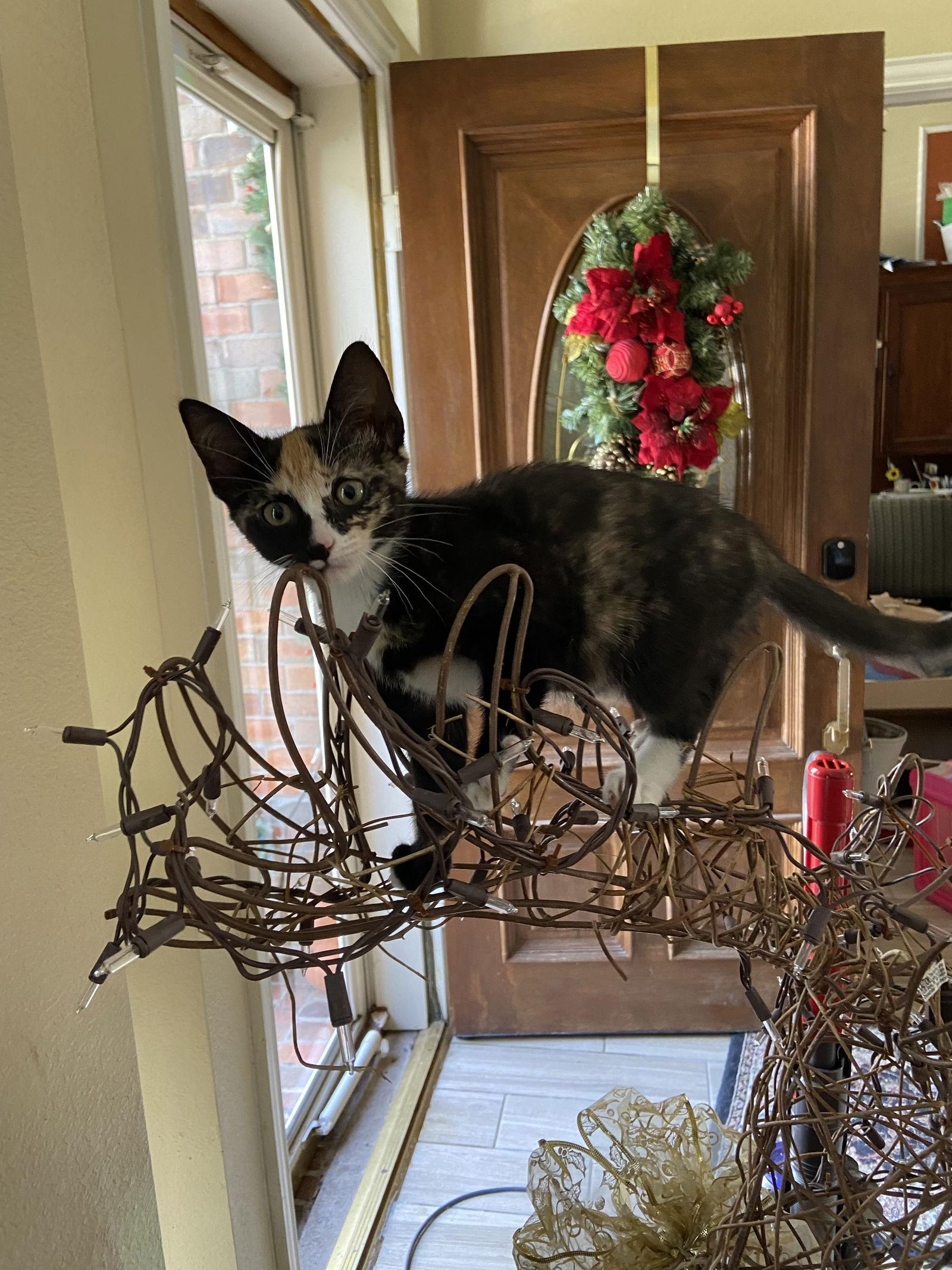 Enlarge Mae, a Adoptable Domestic Short Hair in Prosper, TX image 3/3