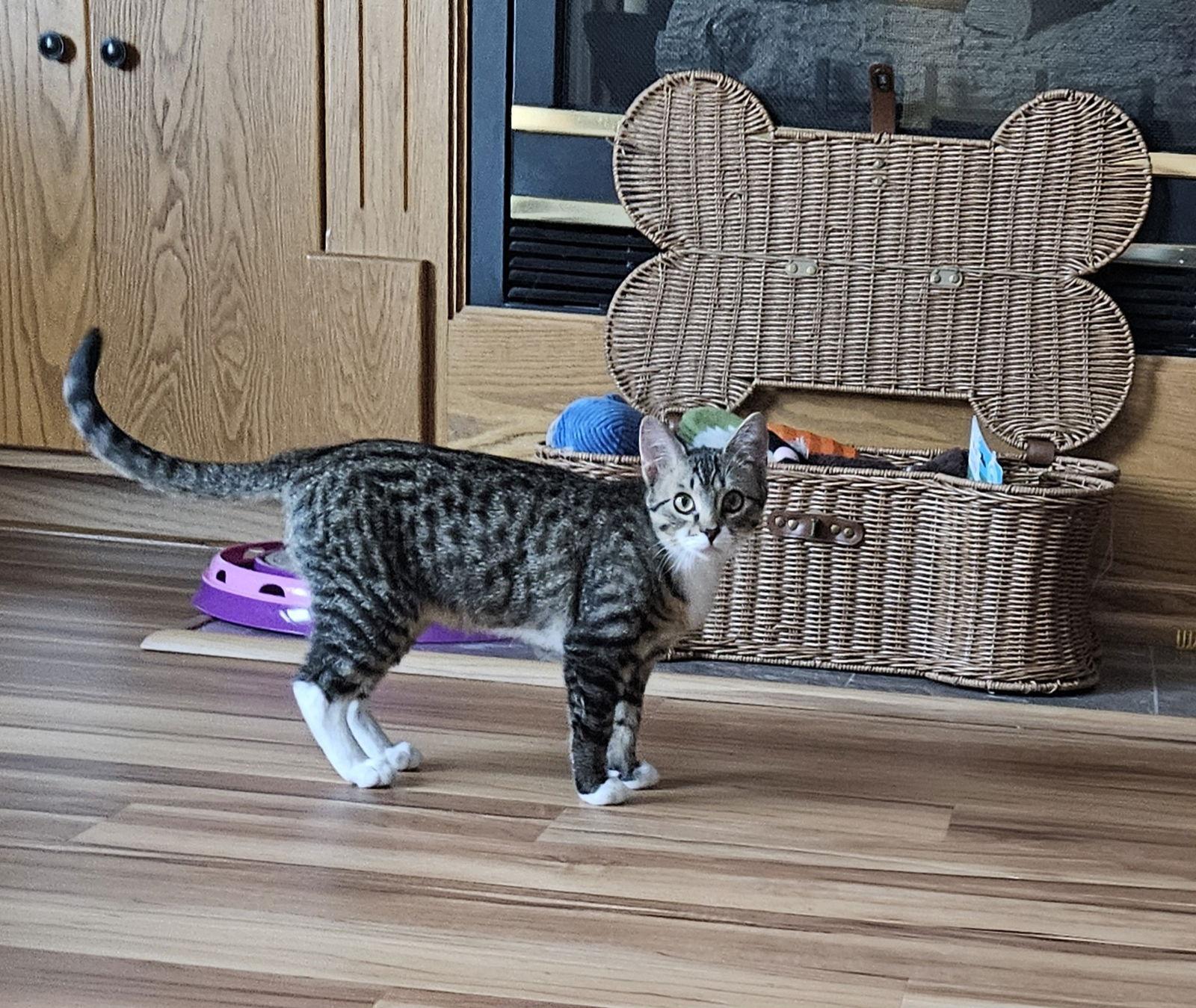 Enlarge Leo C4772, a Adopted Domestic Short Hair in minneapolis, MN image 1/3
