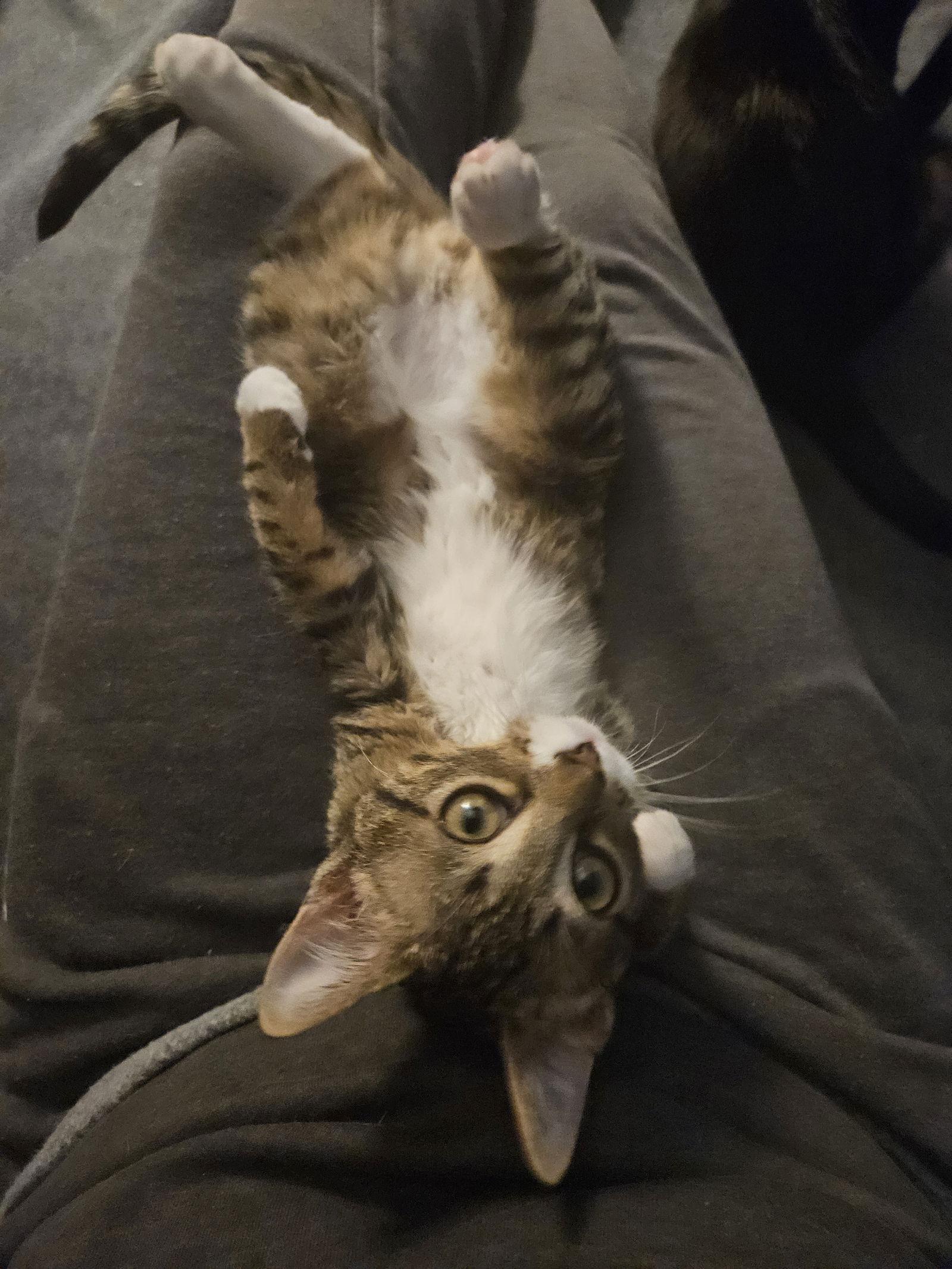 Enlarge Leo C4772, a Adopted Domestic Short Hair in minneapolis, MN image 2/3