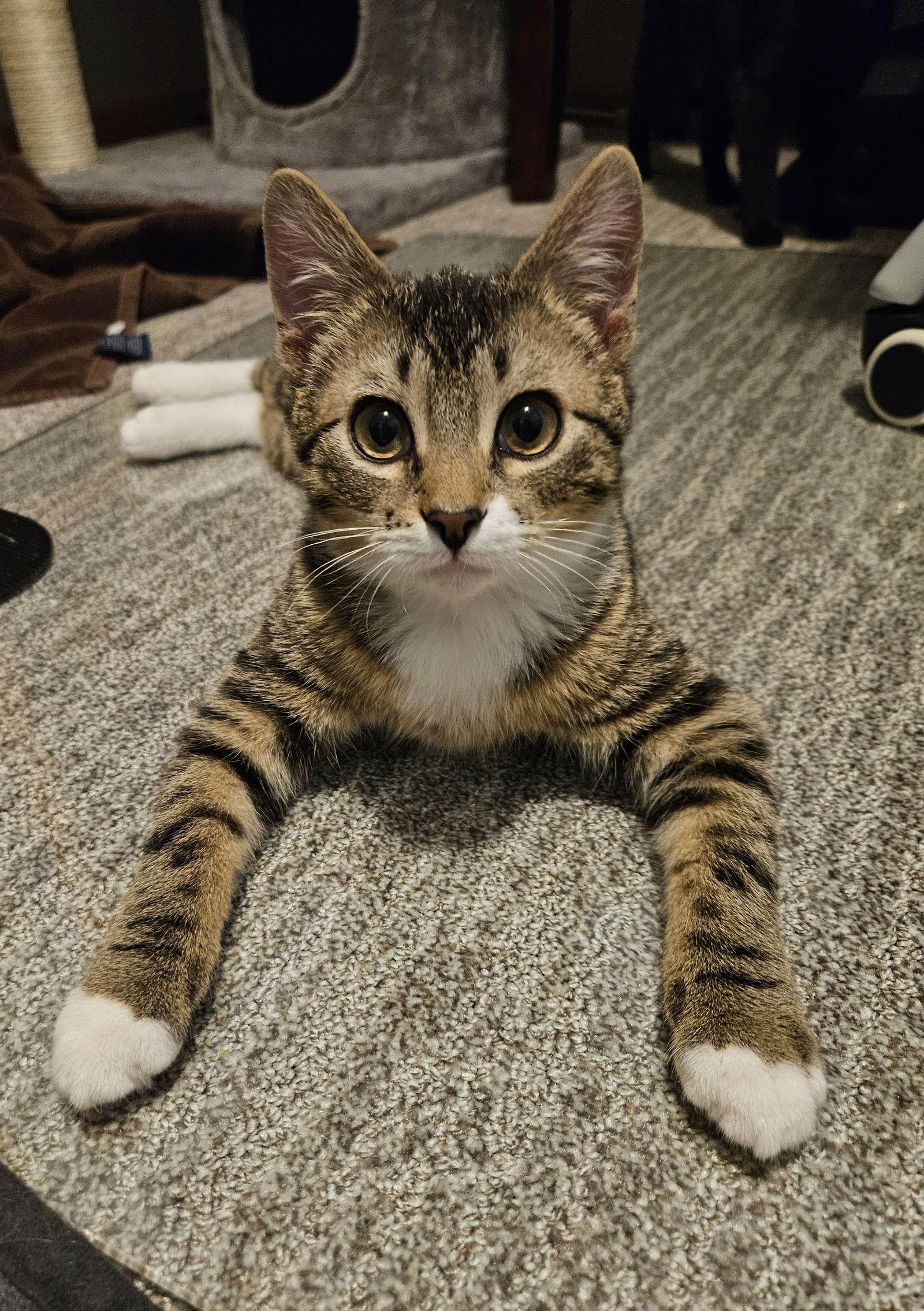 Enlarge Leo C4772, a Adopted Domestic Short Hair in minneapolis, MN image 3/3