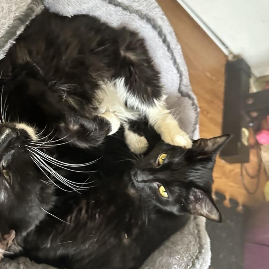 Enlarge Nyx, a Adoptable Domestic Short Hair in Los Angeles, CA image 1/4