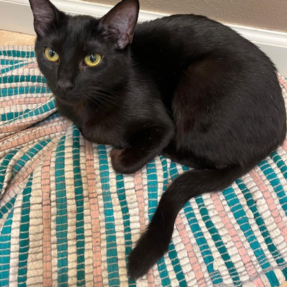 Enlarge Nyx, a Adoptable Domestic Short Hair in Los Angeles, CA image 2/4