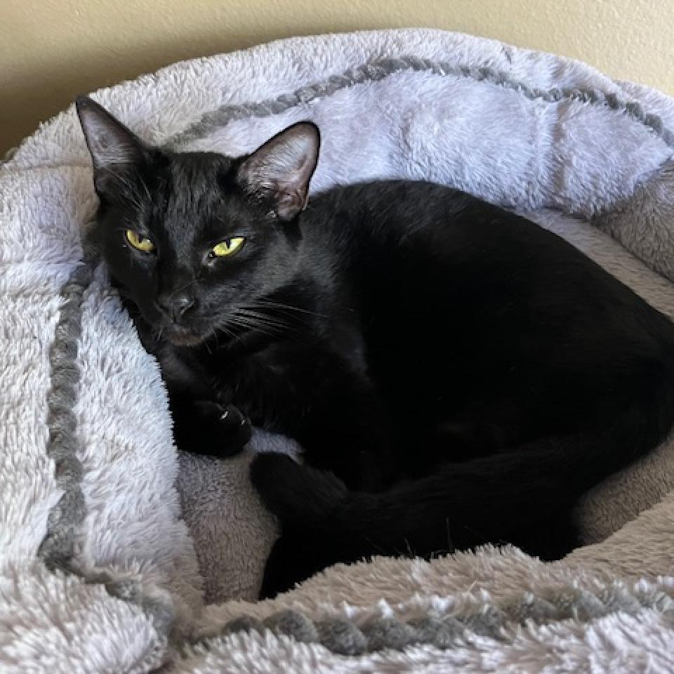 Enlarge Nyx, a Adoptable Domestic Short Hair in Los Angeles, CA image 3/4