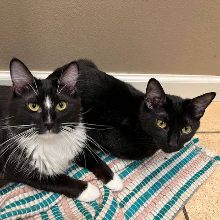 Enlarge Nyx, a Adoptable Domestic Short Hair in Los Angeles, CA image 4/4