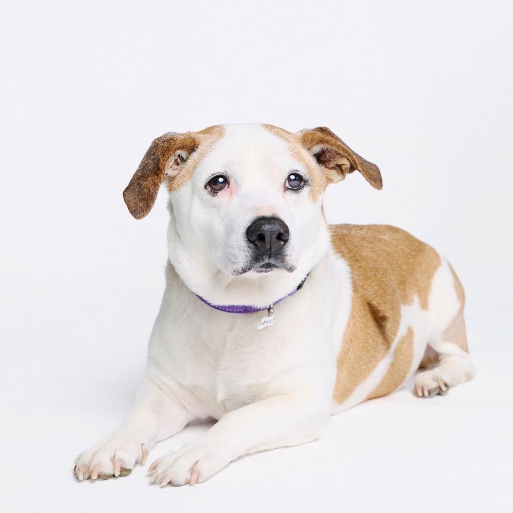 Leah, Adoptable, Senior Female Beagle & Basset Hound.