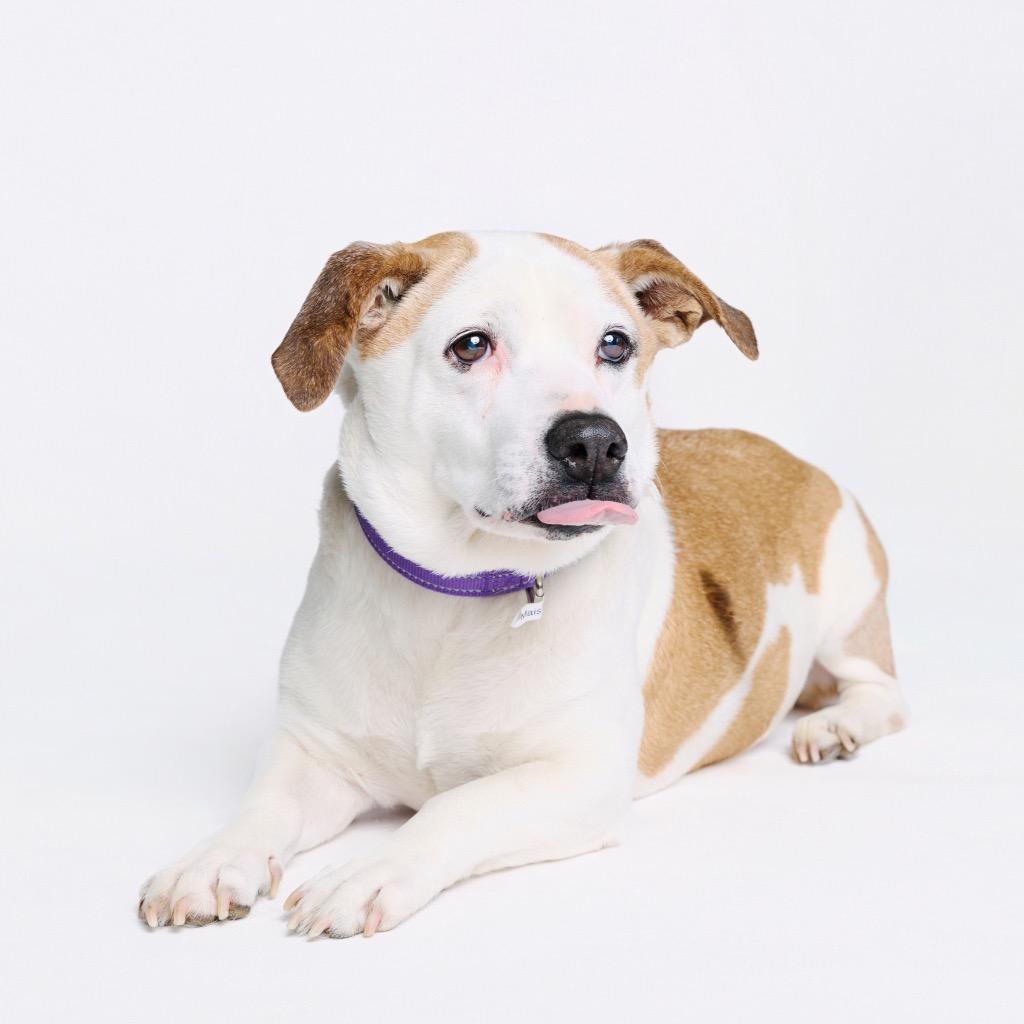 Enlarge Leah, a Adoptable mixed breed in Fayetteville, AR image 2/6