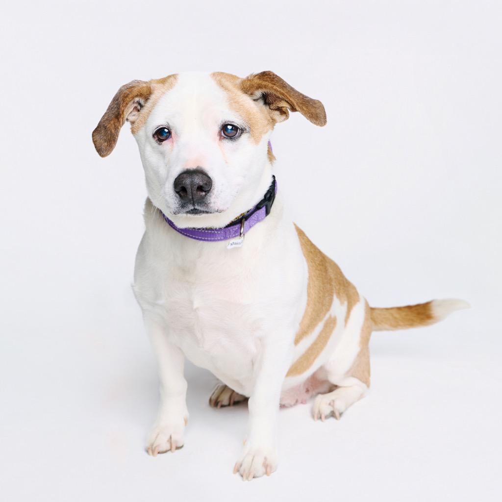 Enlarge Leah, a Adoptable mixed breed in Fayetteville, AR image 3/6