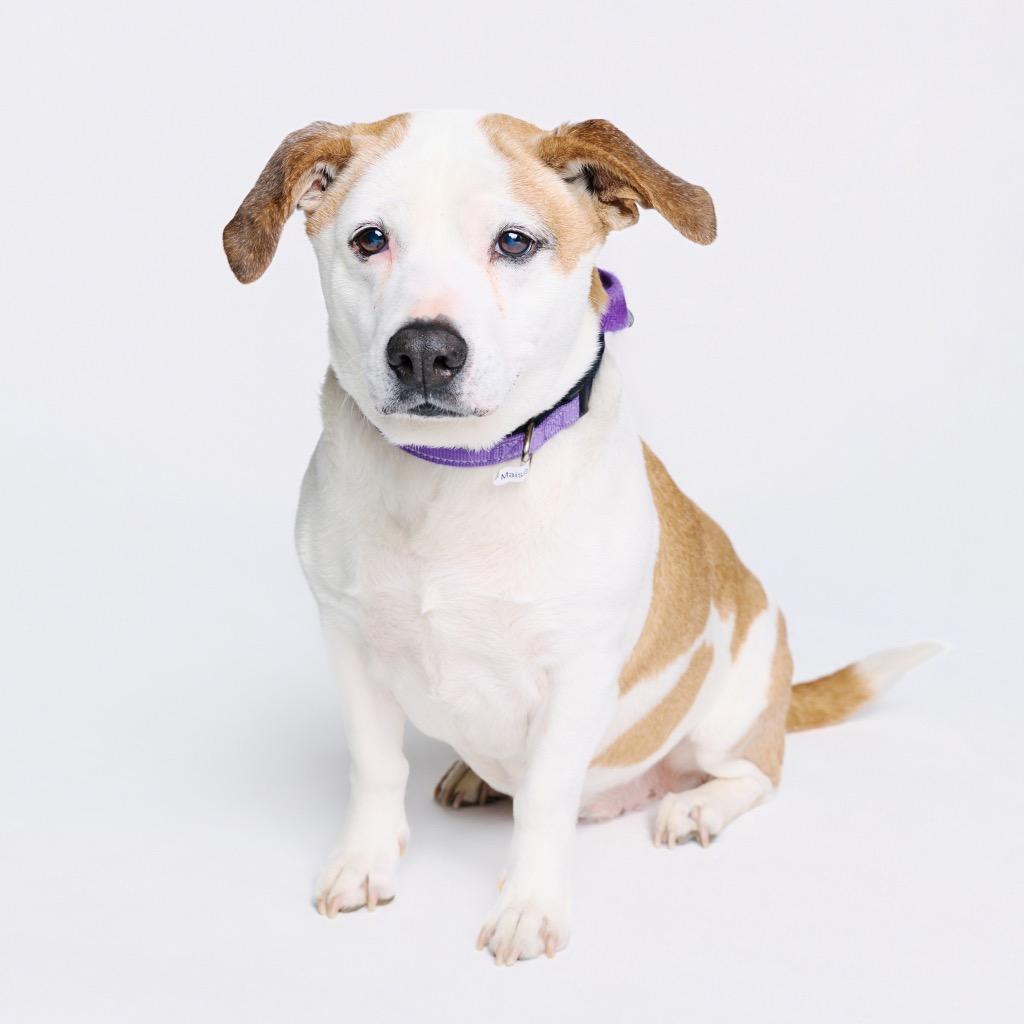 Enlarge Leah, a Adoptable mixed breed in Fayetteville, AR image 4/6