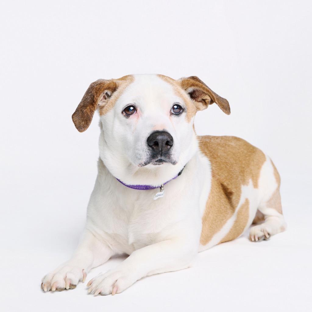 Enlarge Leah, a Adoptable mixed breed in Fayetteville, AR image 5/6