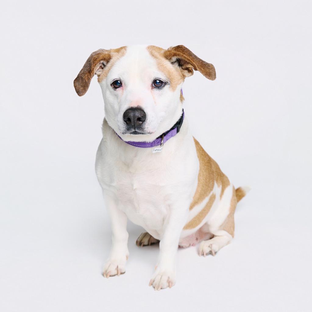 Enlarge Leah, a Adoptable mixed breed in Fayetteville, AR image 6/6