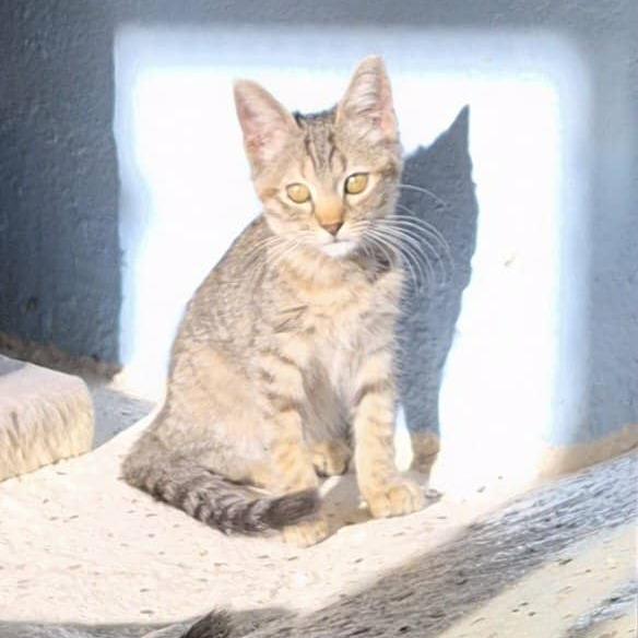 Scrunch, Adoptable, Kitten Female Domestic Short Hair.