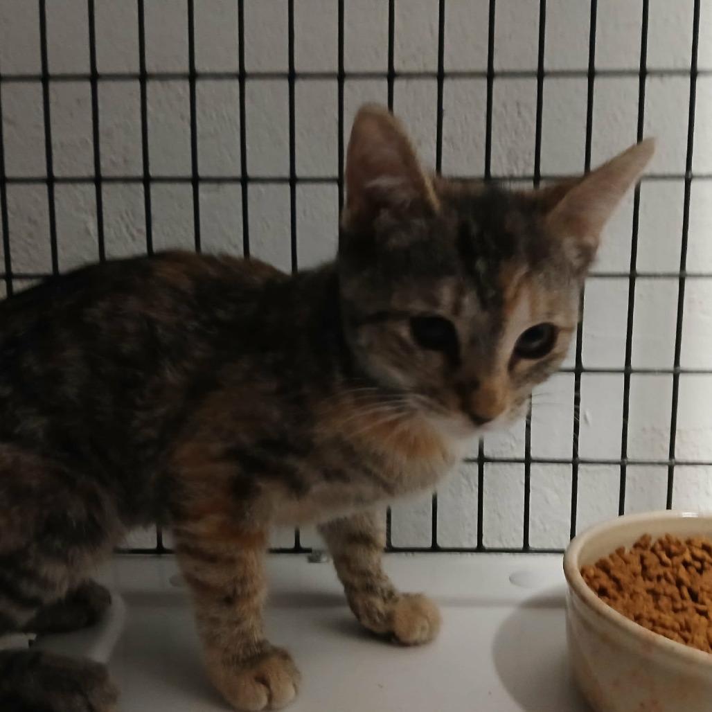 Enlarge Scrunch, a Adoptable Domestic Short Hair in Las Cruces, NM image 2/6