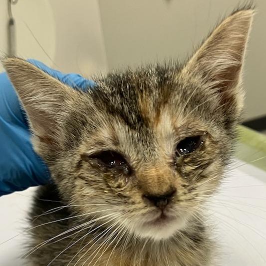 Enlarge Scrunch, a Adoptable Domestic Short Hair in Las Cruces, NM image 3/6