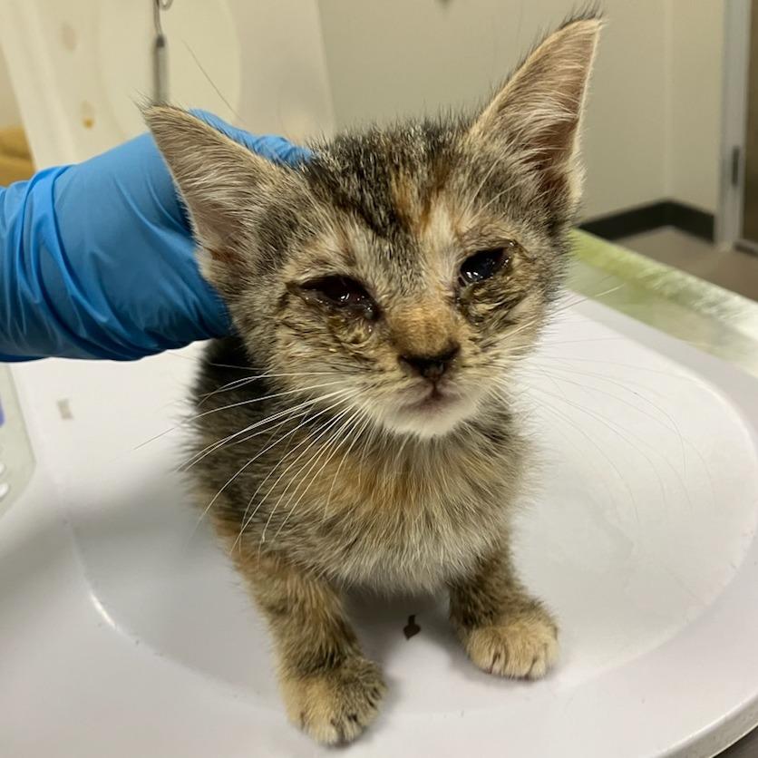 Enlarge Scrunch, a Adoptable Domestic Short Hair in Las Cruces, NM image 4/6