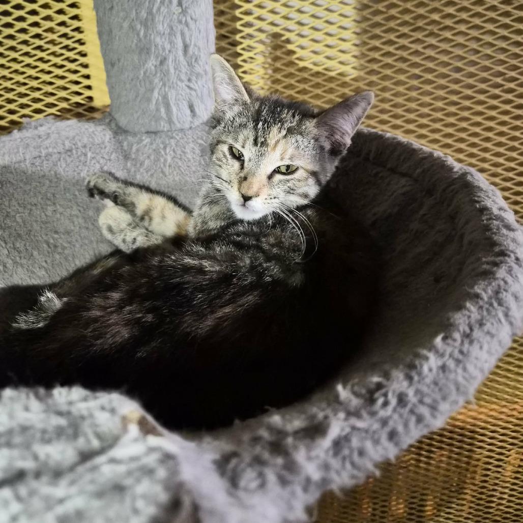 Enlarge Scrunch, a Adoptable Domestic Short Hair in Las Cruces, NM image 5/6