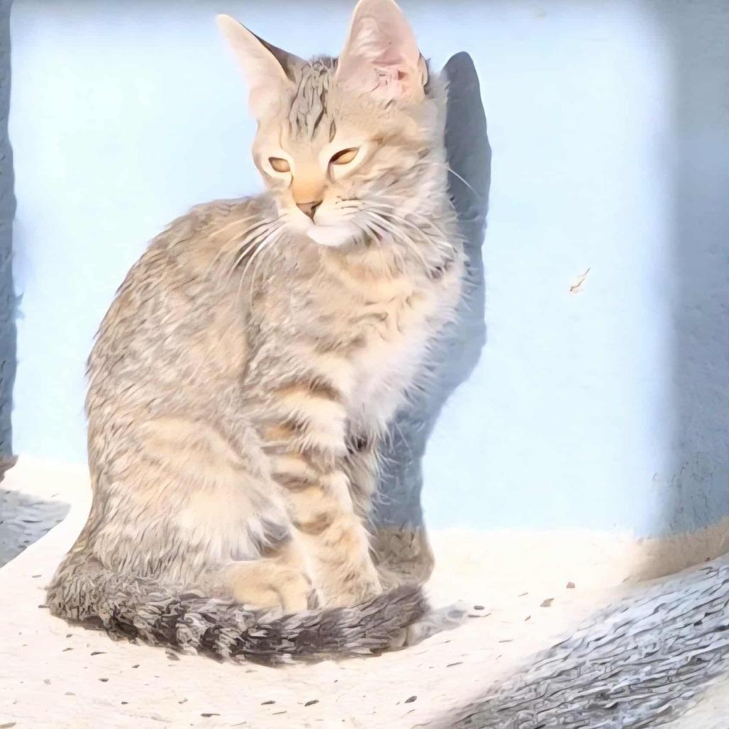 Enlarge Scrunch, a Adoptable Domestic Short Hair in Las Cruces, NM image 6/6