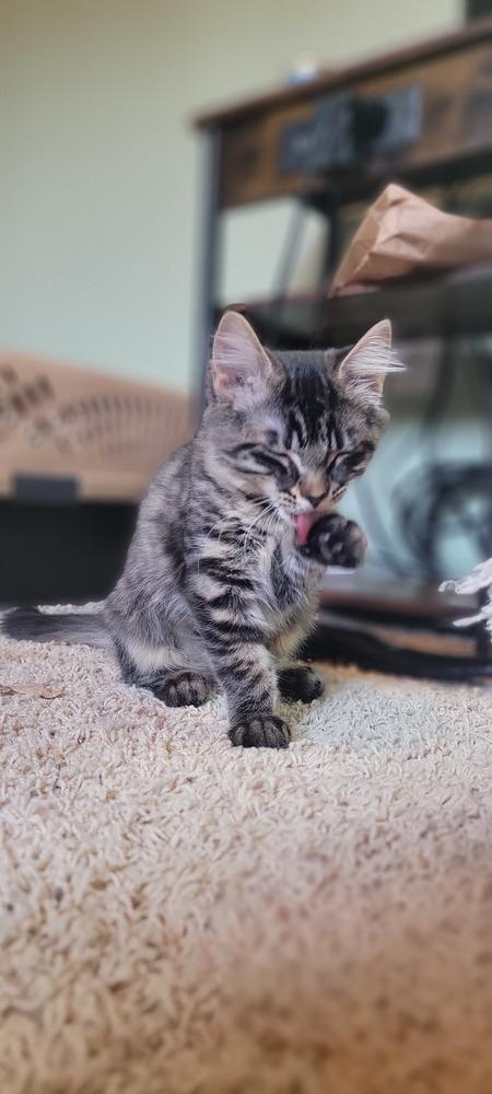 Ame, a Adoptable Domestic Short Hair in Bellingham, WA image 1/3