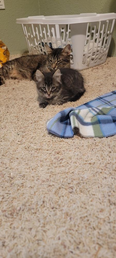 Ame, a Adoptable Domestic Short Hair in Bellingham, WA image 2/3