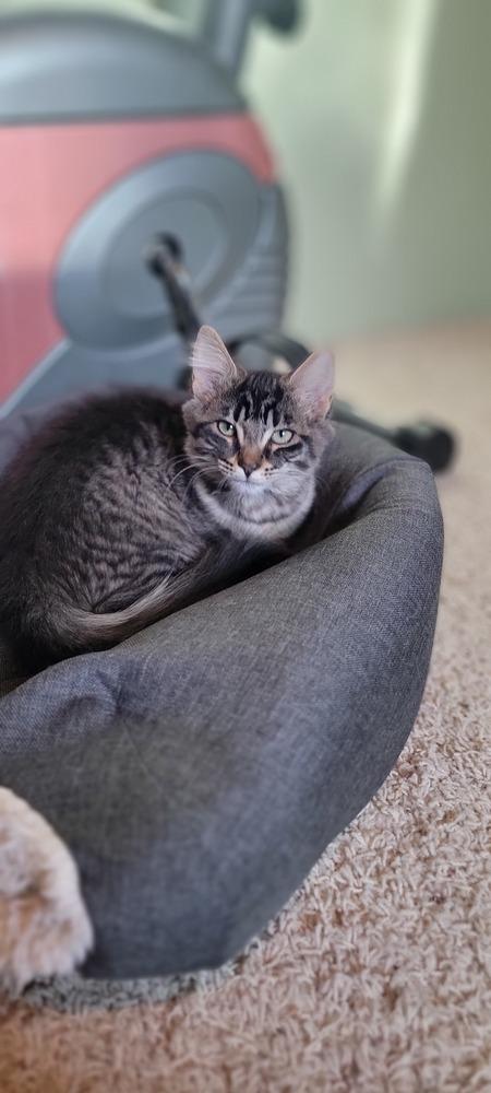 Ame, a Adoptable Domestic Short Hair in Bellingham, WA image 3/3