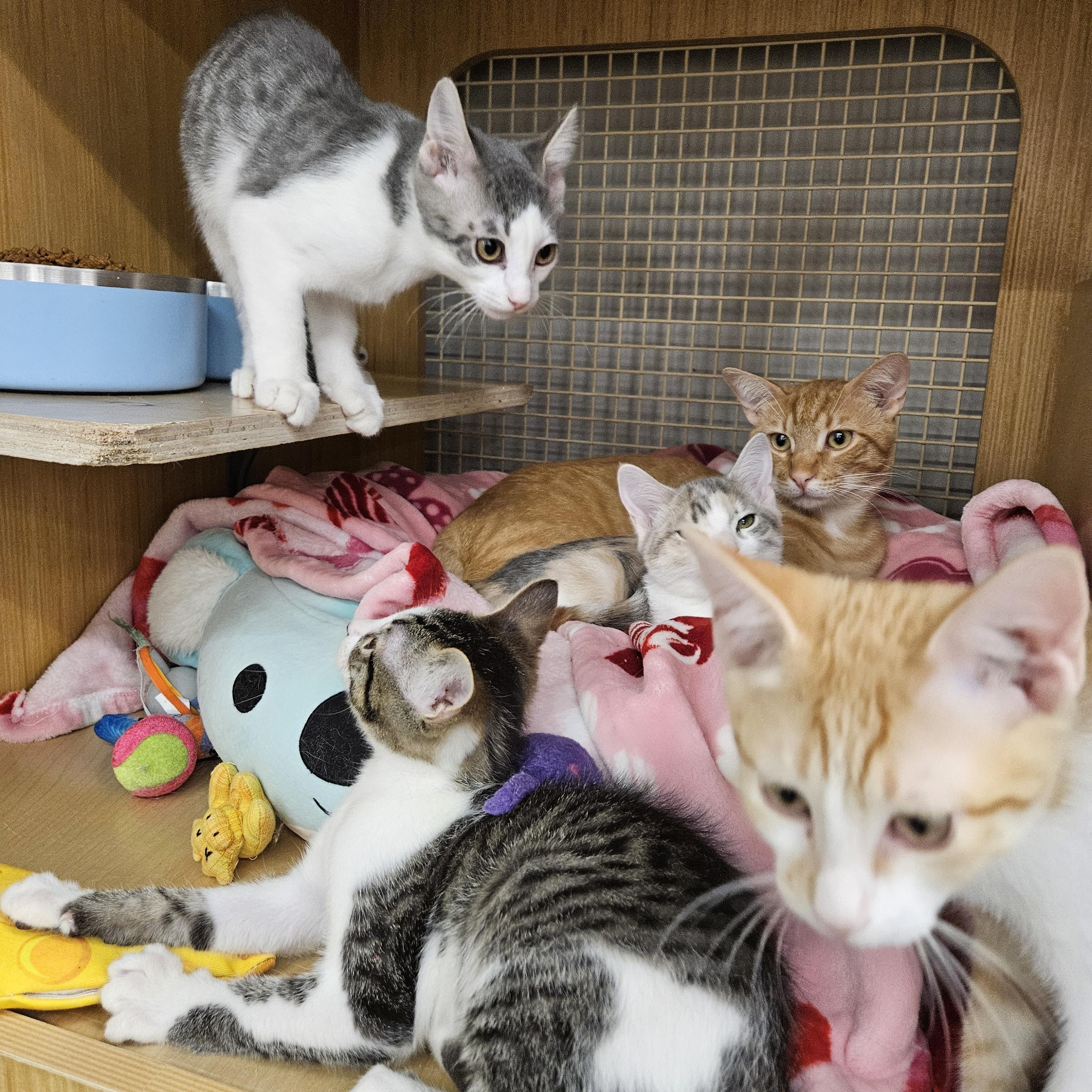 Enlarge Pete Zig Zag, an adopted Tabby in Phoenix, AZ image 3/5