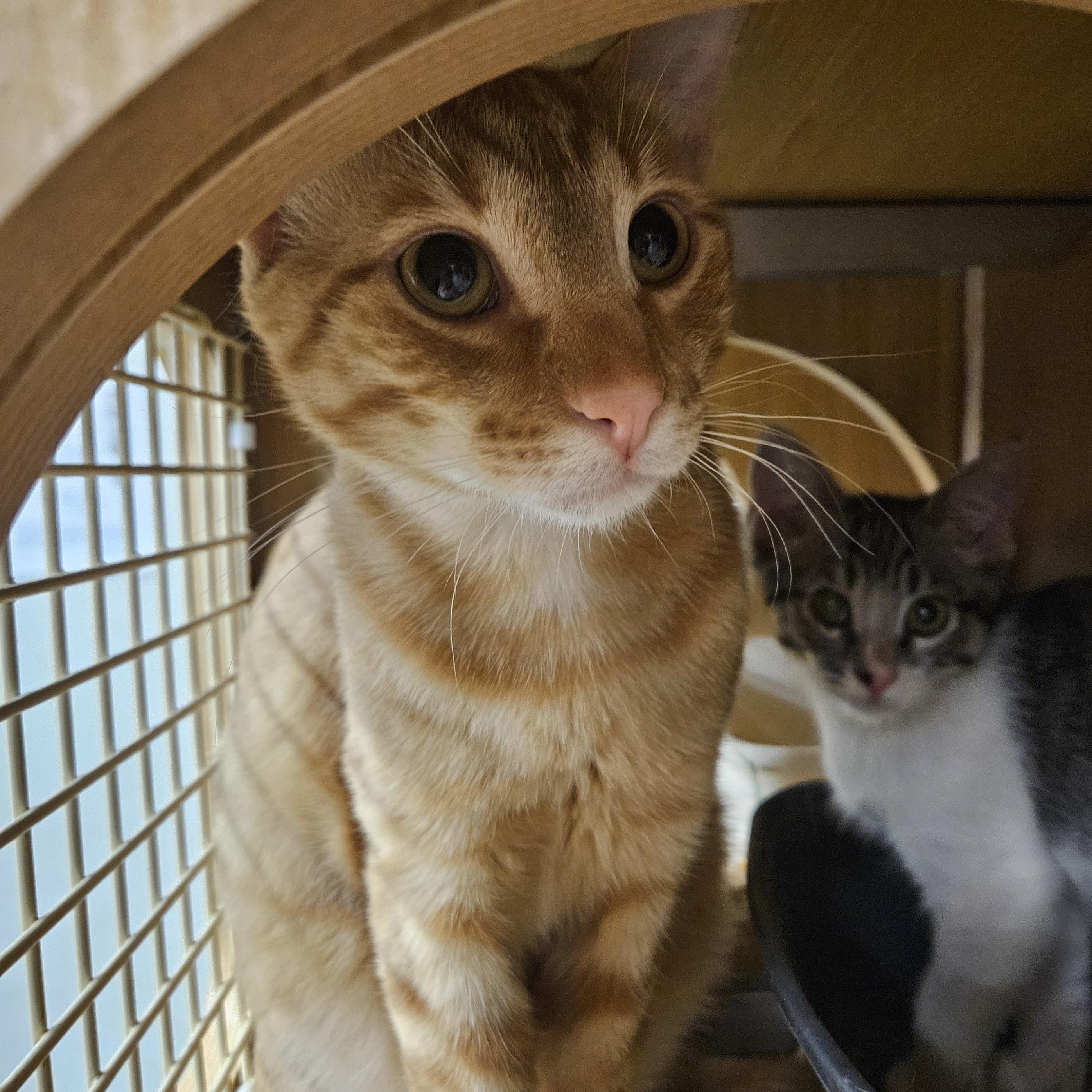 Enlarge Pete Zig Zag, an adopted Tabby in Phoenix, AZ image 4/5