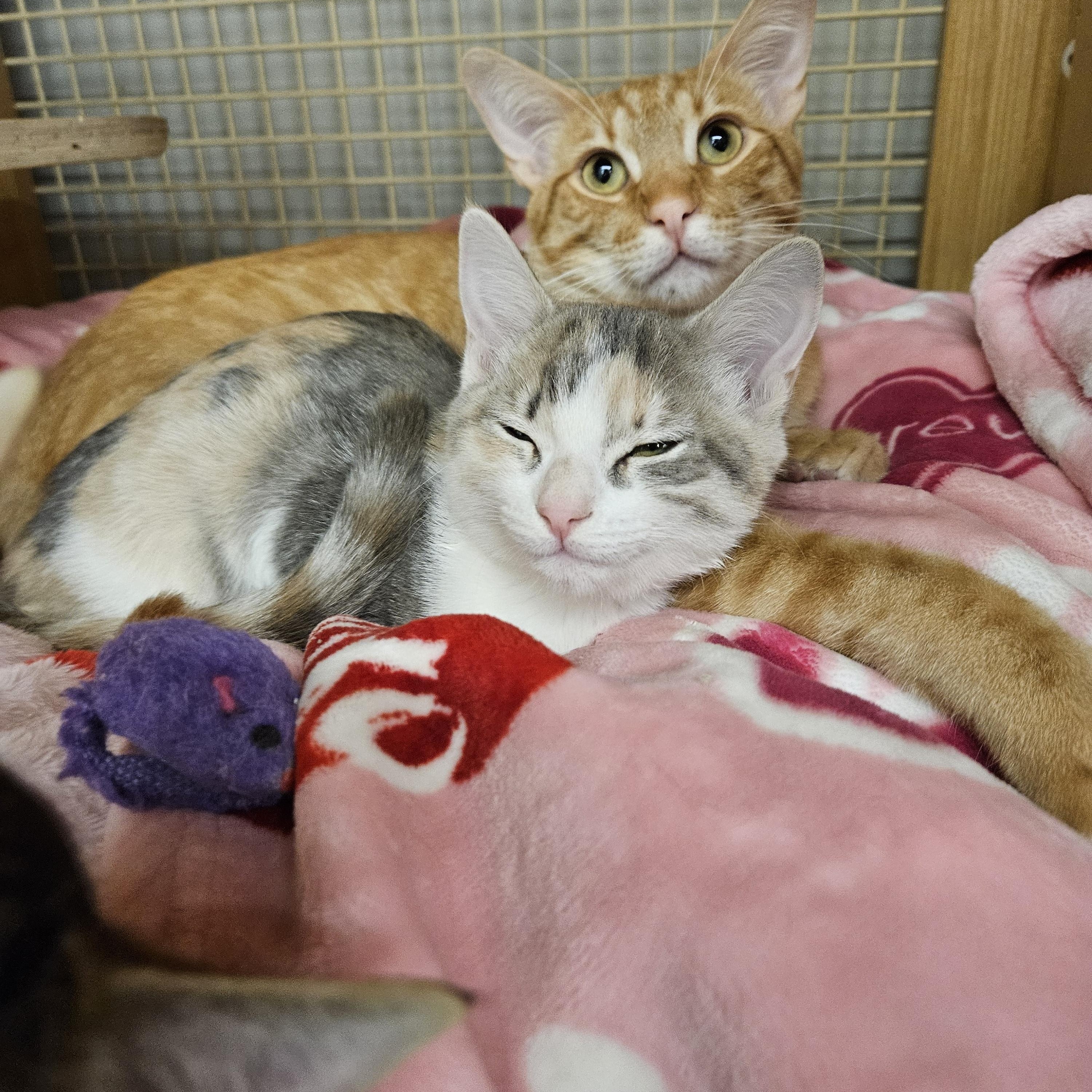 Enlarge Pete Zig Zag, an adopted Tabby in Phoenix, AZ image 2/5