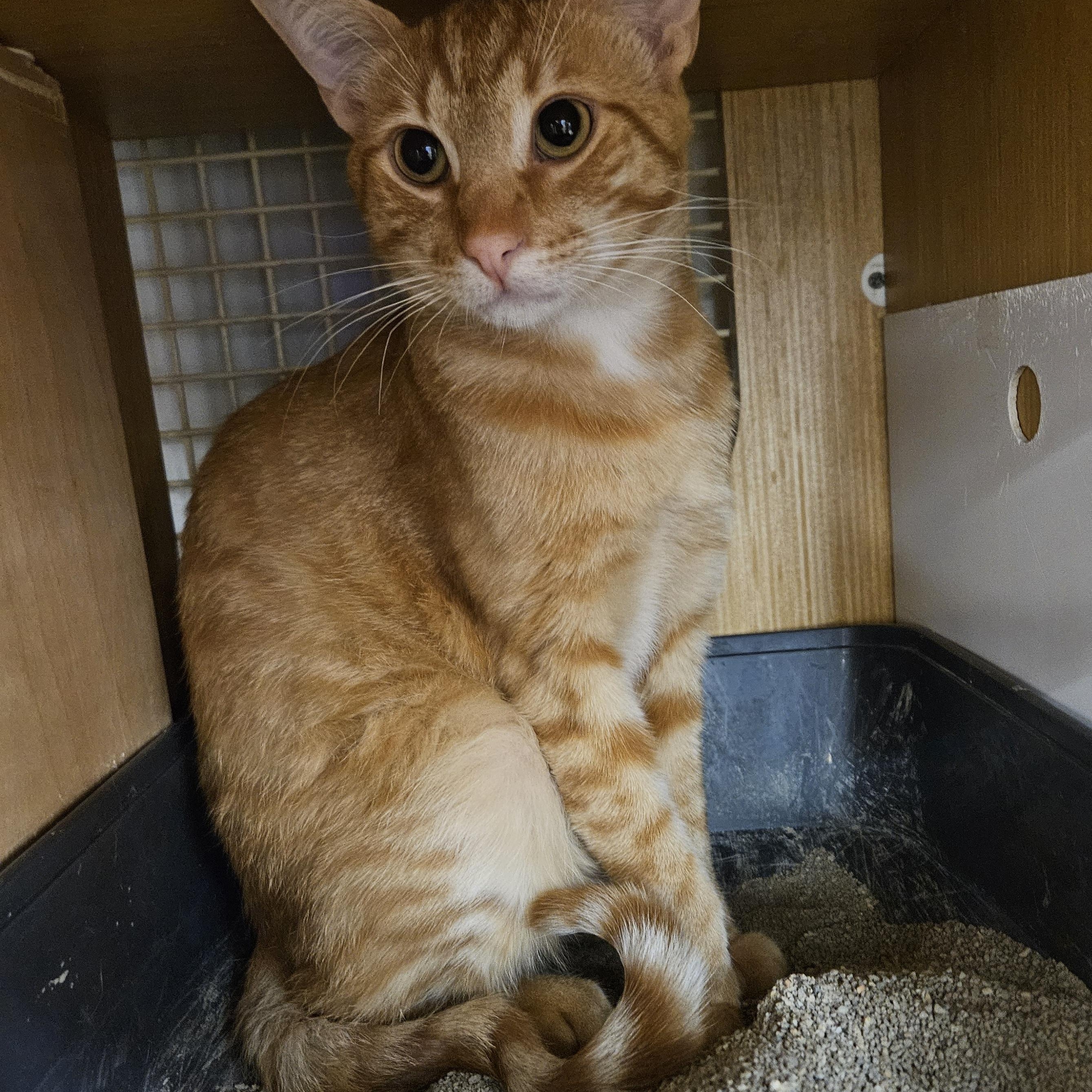 Enlarge Pete Zig Zag, an adopted Tabby in Phoenix, AZ image 5/5