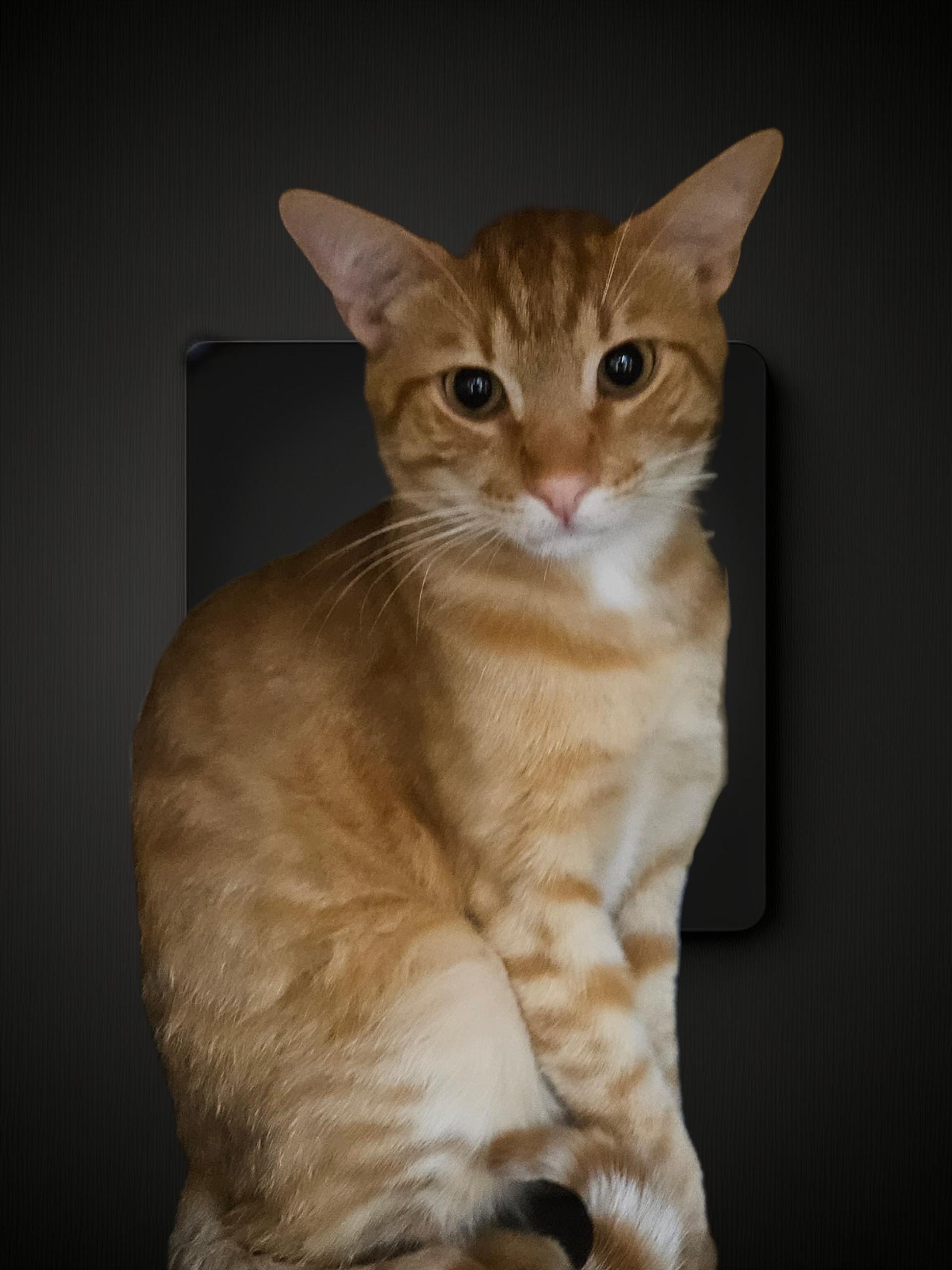 Enlarge Pete Zig Zag, an adopted Tabby in Phoenix, AZ image 1/5