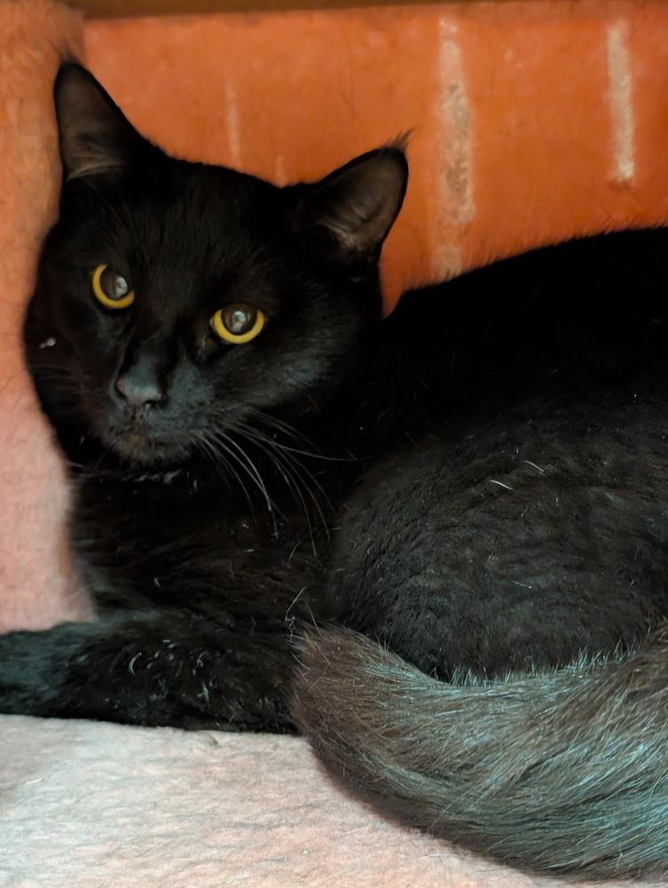 Shadow, Adoptable, Adult Male Domestic Short Hair.