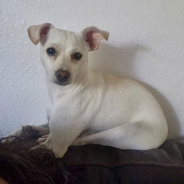 Pearl, Adopted, Adult Female Chihuahua & Terrier.