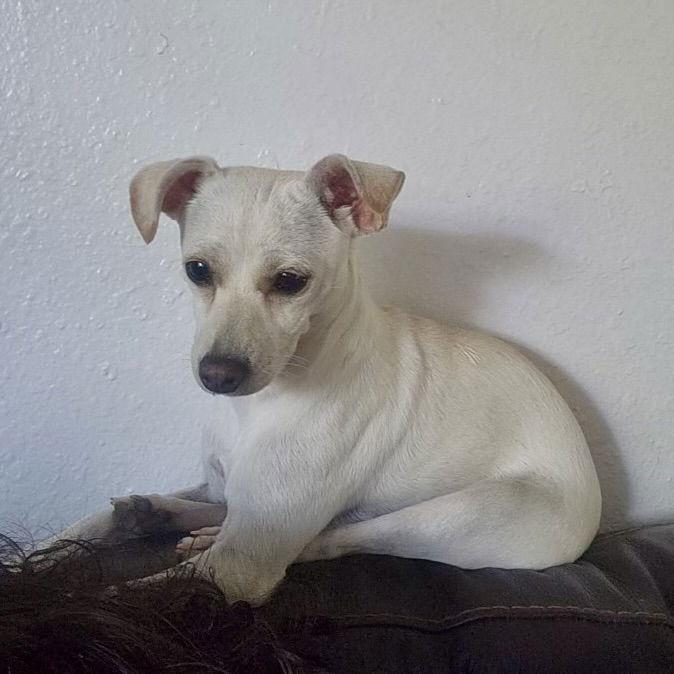 Pearl, a Adopted mixed breed in Texarkana, TX image 2/2