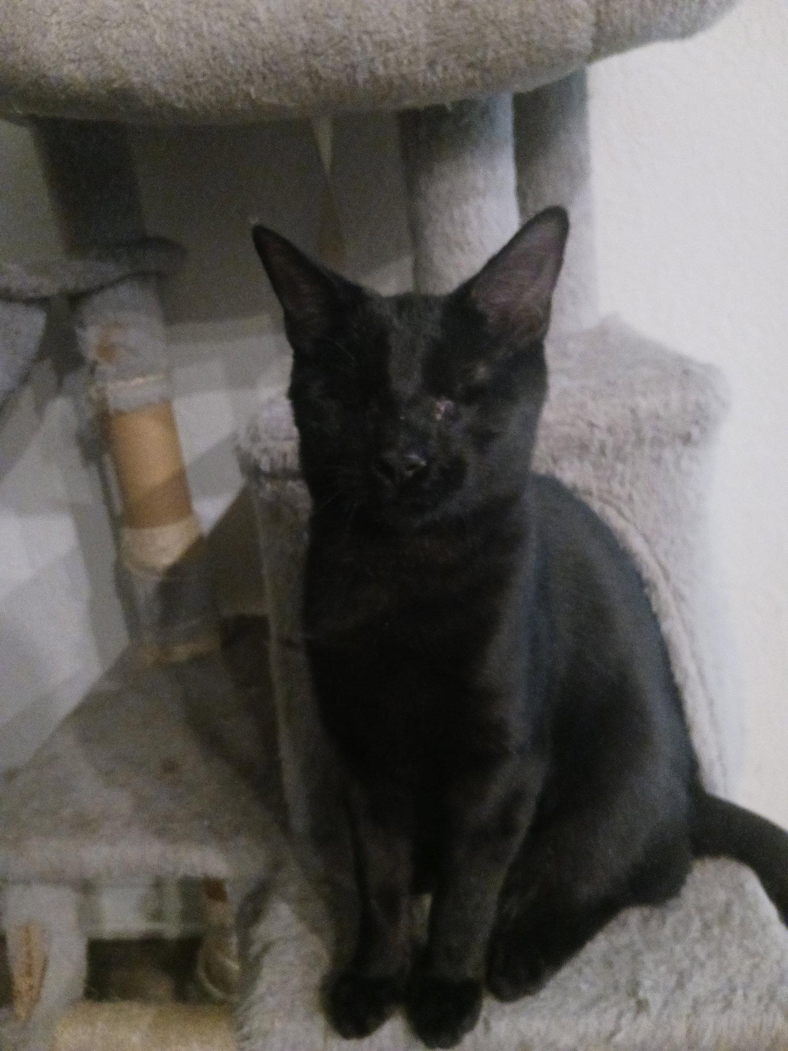 Noir (2923), Adoptable, Young Male Domestic Short Hair.