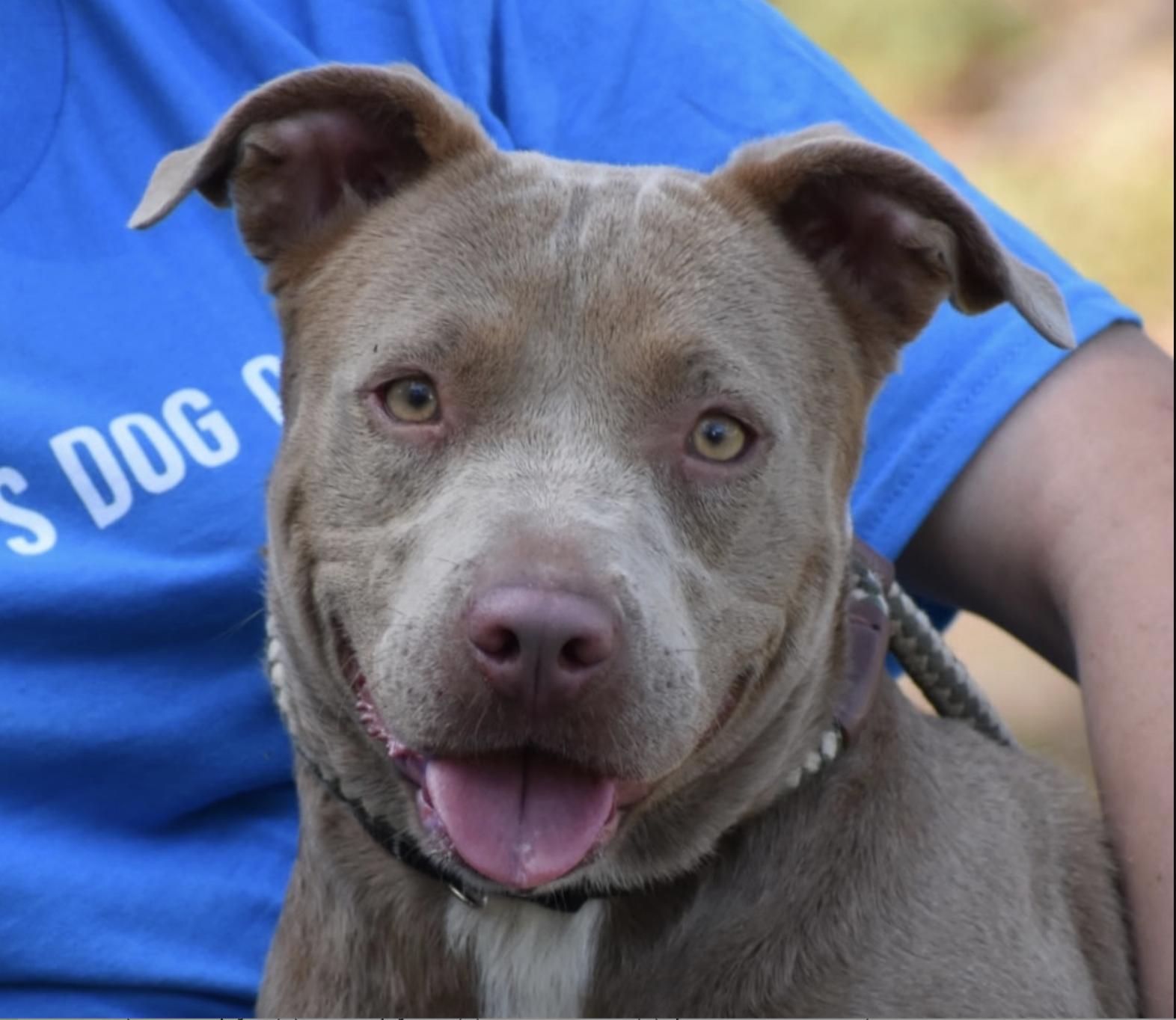 Lindsey Jacobellis, adopted, Young Female American Bulldog.