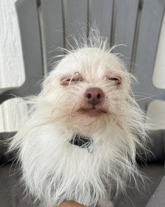 Zero, a Adopted Yorkshire Terrier in Corona, CA image 1/3