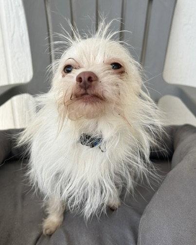 Zero, a Adopted Yorkshire Terrier in Corona, CA image 2/3