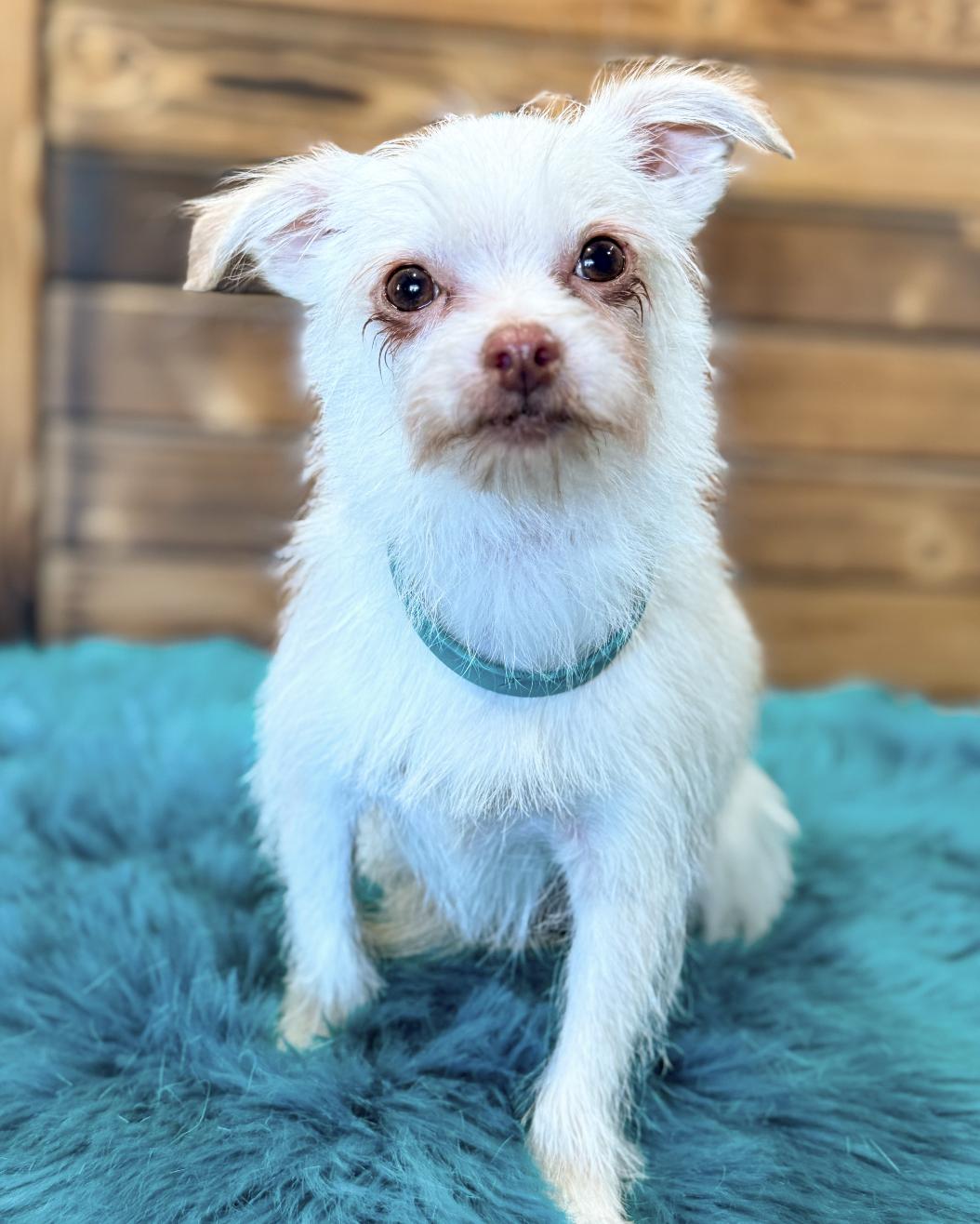 Zero, a Adopted Yorkshire Terrier in Corona, CA image 3/3