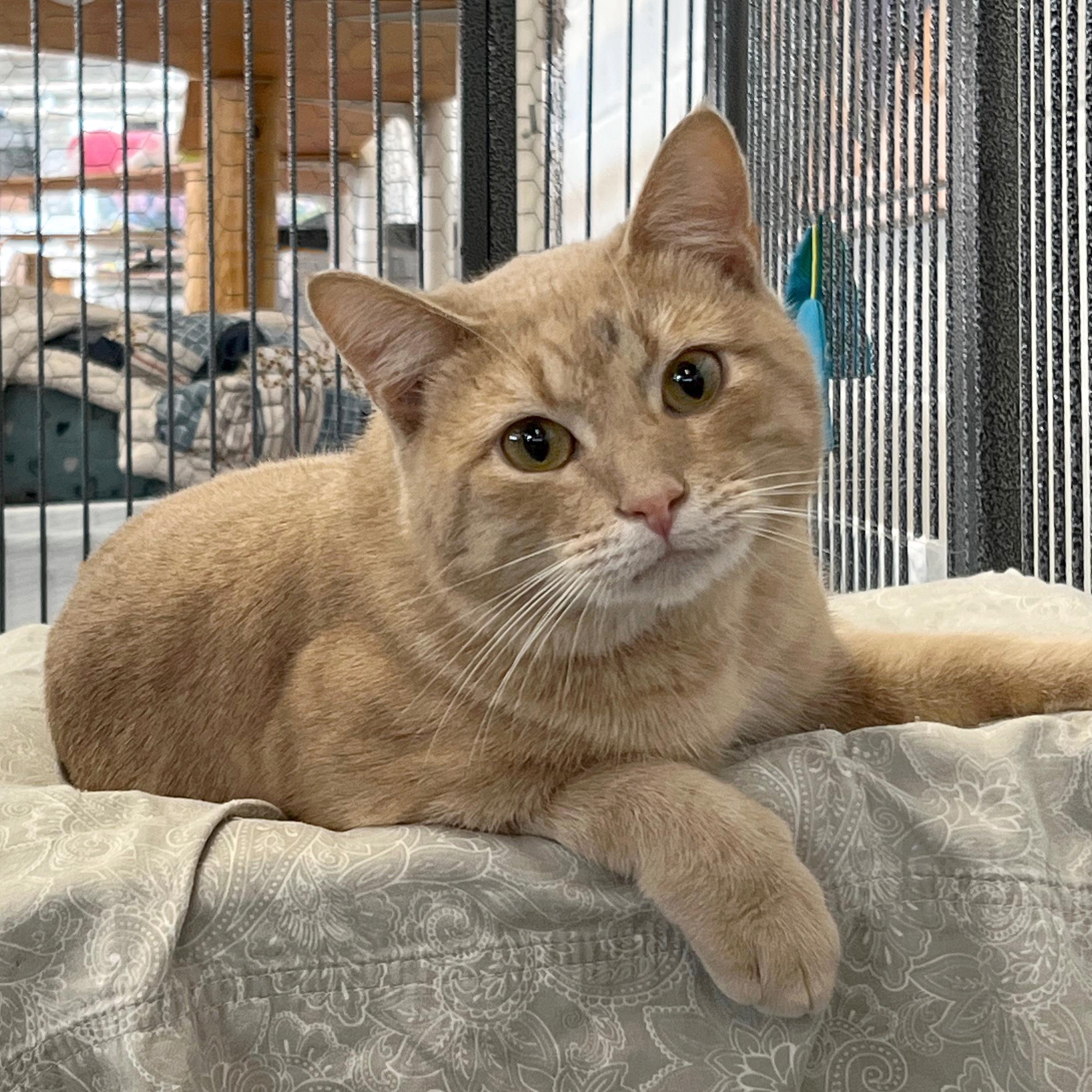 Enlarge Cassidy, a Adoptable Domestic Short Hair in St. Louis, MO image 1/1