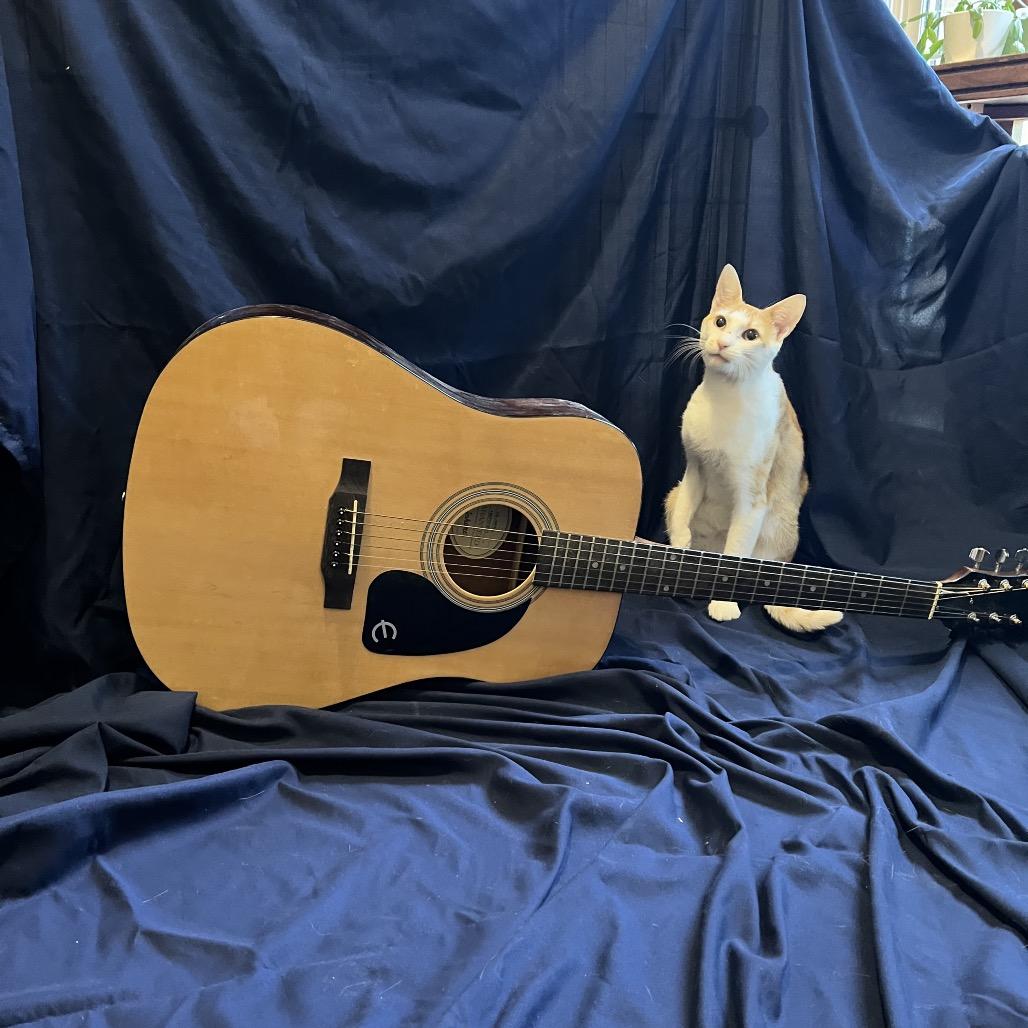 Ed, a Adoptable Domestic Short Hair in Cartersville, GA image 1/6