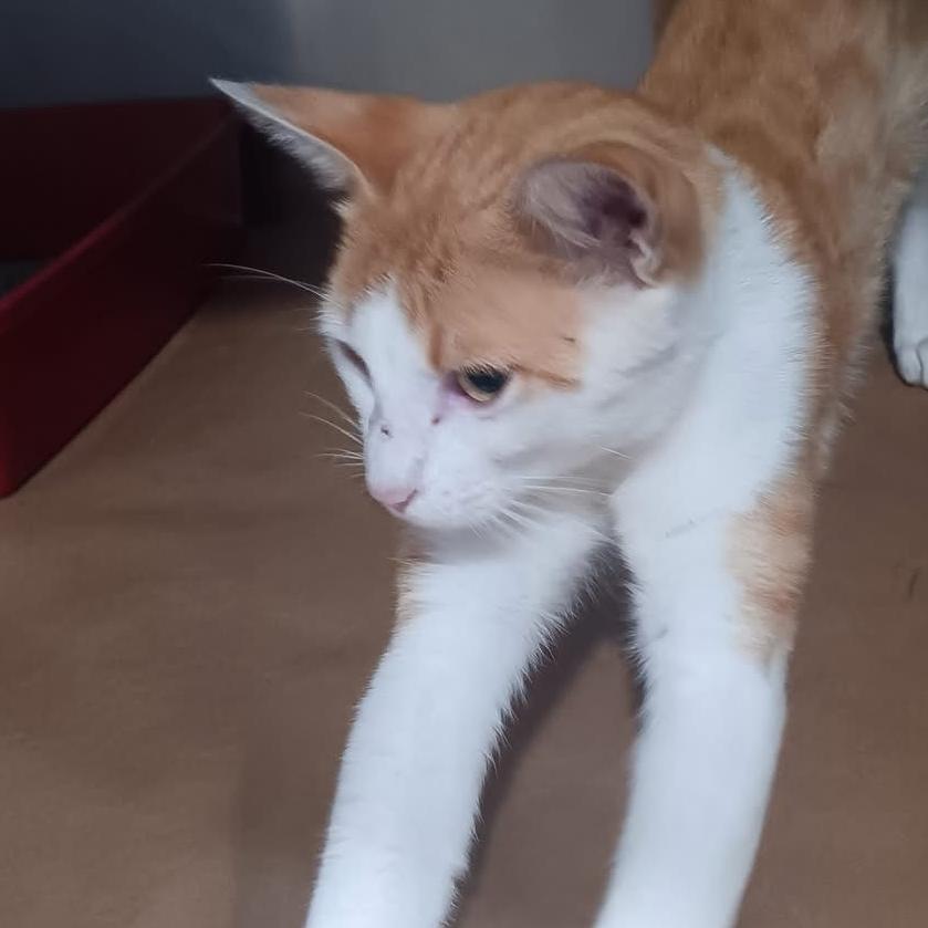 Ed, a Adoptable Domestic Short Hair in Cartersville, GA image 2/6