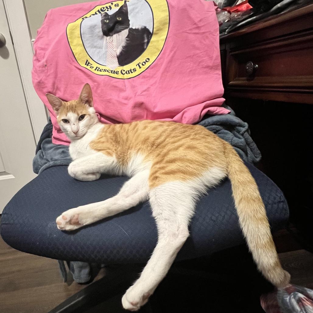 Ed, a Adoptable Domestic Short Hair in Cartersville, GA image 3/6